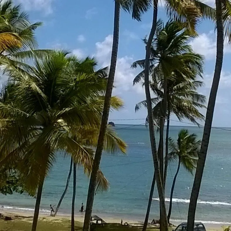 Palm View Apartment Laborie Homestay